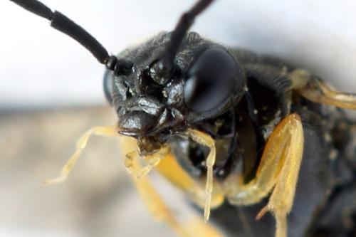 Réf. 314 120 : Stauronematus platycerus