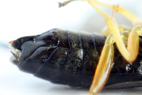 Réf. 314 121 : Stauronematus platycerus