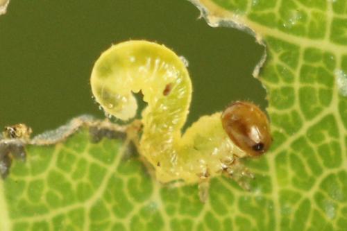 Stauronematus platycerus