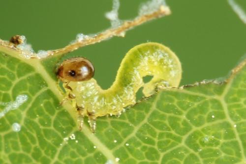 Stauronematus platycerus
