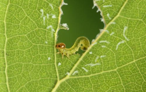 Stauronematus platycerus