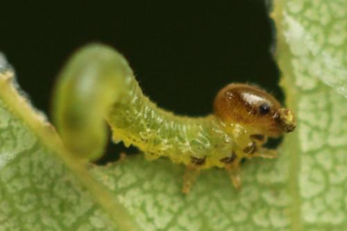 Stauronematus platycerus