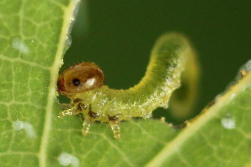 Stauronematus platycerus