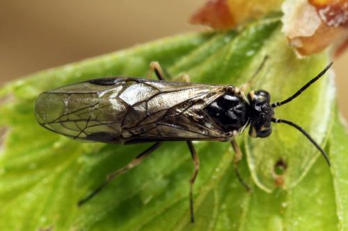 Réf. 314 448 : Empria candidata