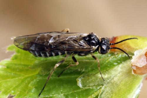 Réf. 314 449 : Empria candidata