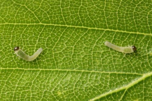 Empria candidata