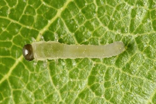 Réf. 314 451 : Empria candidata