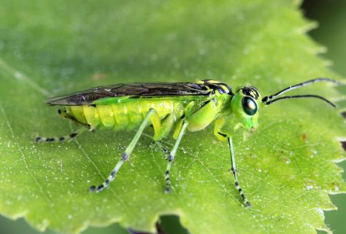 Réf. 314 045 : Rhogogaster scalaris