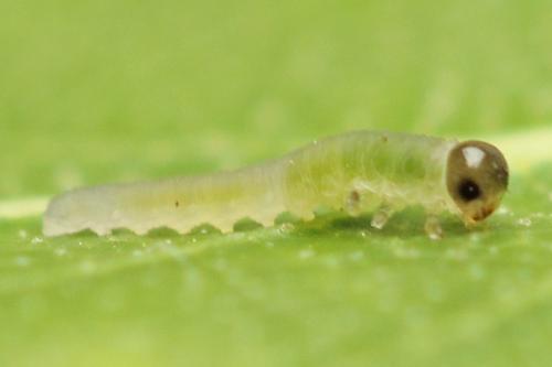 Empria candidata
