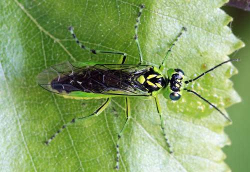 Réf. 314 046 : Rhogogaster scalaris