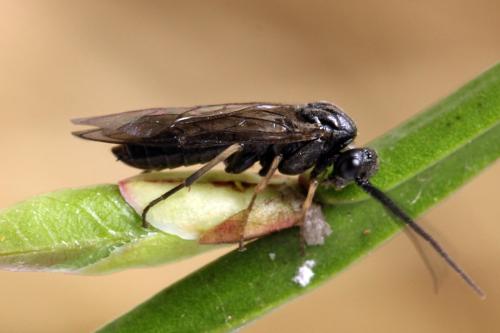 Réf. 314 359 : Pristiphora mollis