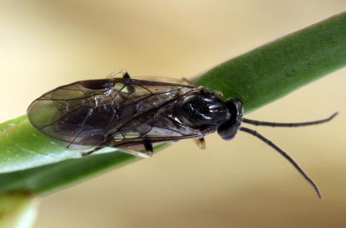 Réf. 314 360 : Pristiphora mollis