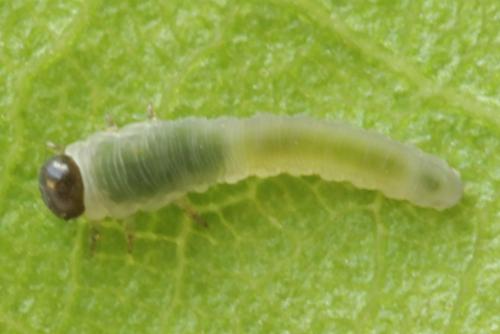 Empria candidata