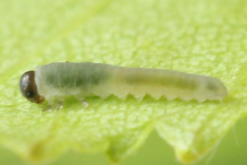 Empria candidata
