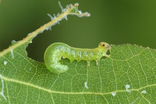 Stauronematus platycerus