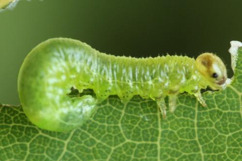 Stauronematus platycerus