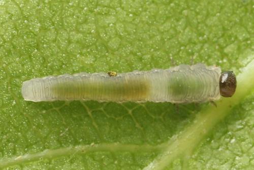 Empria candidata