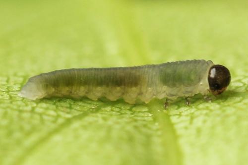 Empria candidata