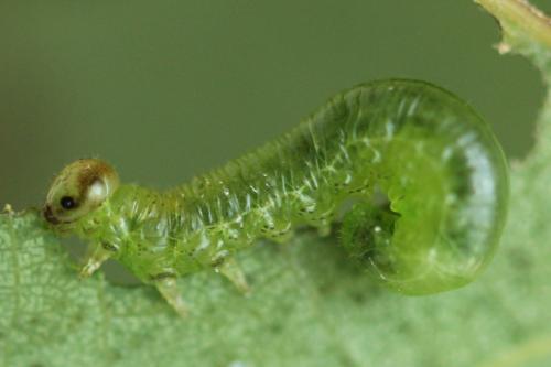 Réf. 314 141 : Stauronematus platycerus