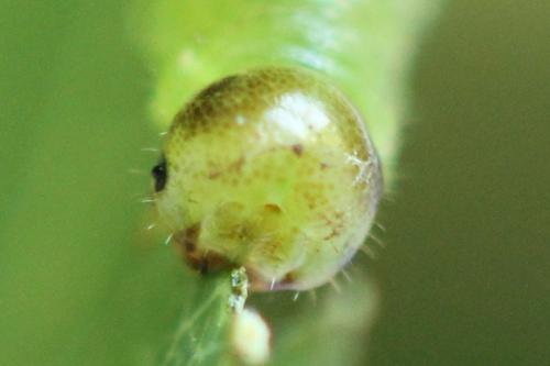 Stauronematus platycerus
