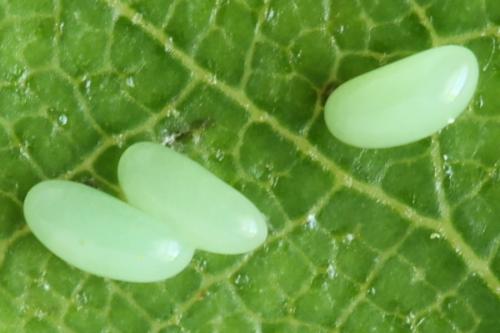 Rhogogaster scalaris