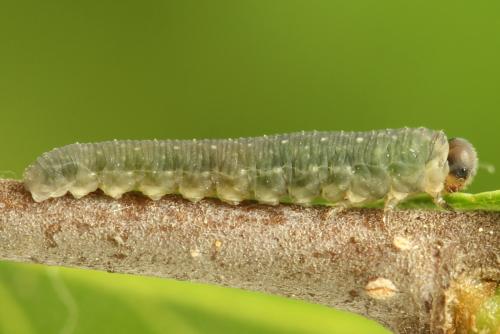 Réf. 314 457 : Empria candidata