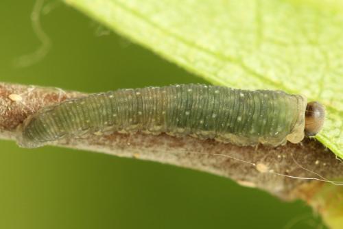 Empria candidata