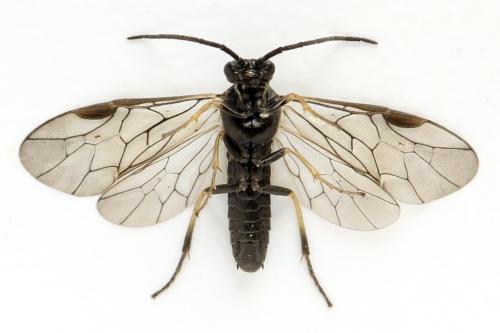 Réf. 314 362 : Pristiphora mollis
