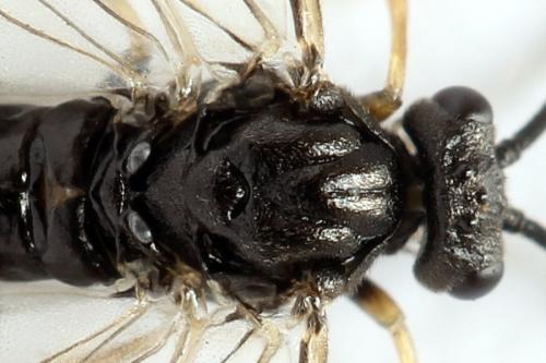 Réf. 314 364 : Pristiphora mollis