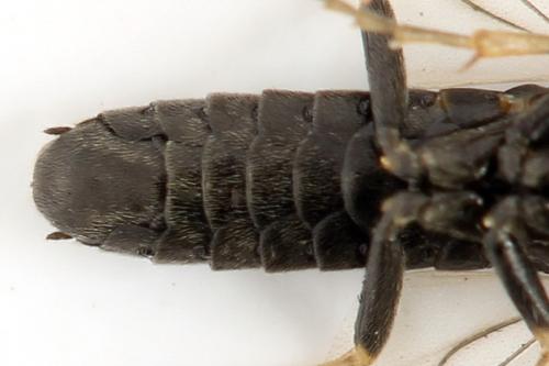 Réf. 314 374 : Pristiphora mollis