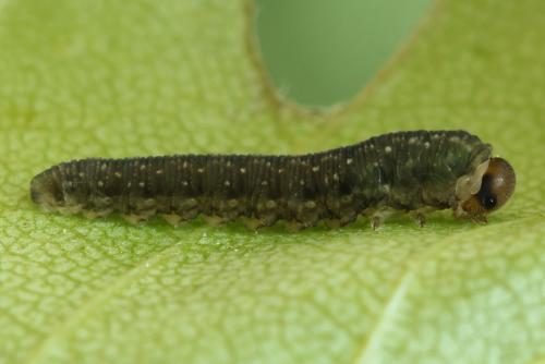 Réf. 314 459 : Empria candidata