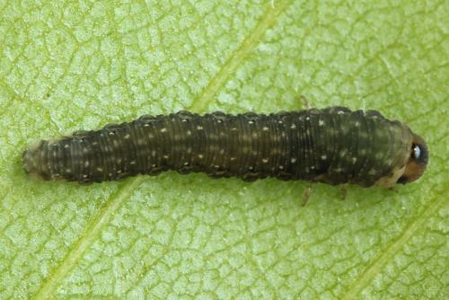 Empria candidata