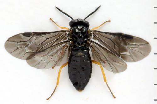 Réf. 314 745 : Dulophanes morio