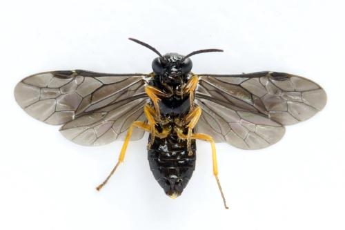 Réf. 314 746 : Dulophanes morio