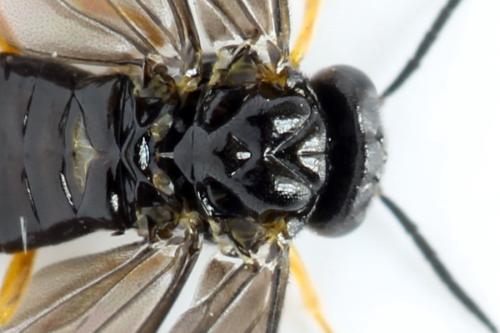 Réf. 314 748 : Dulophanes morio