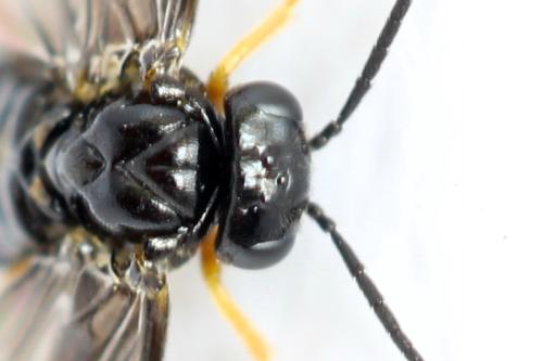 Réf. 314 749 : Dulophanes morio