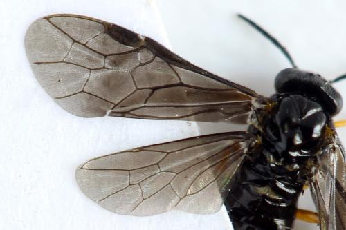 Réf. 314 750 : Dulophanes morio
