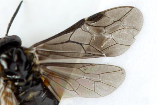 Réf. 314 751 : Dulophanes morio