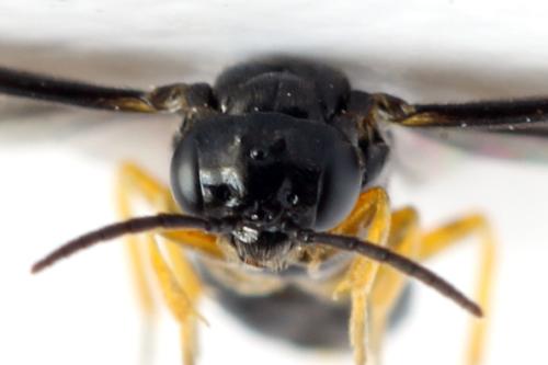 Réf. 314 752 : Dulophanes morio