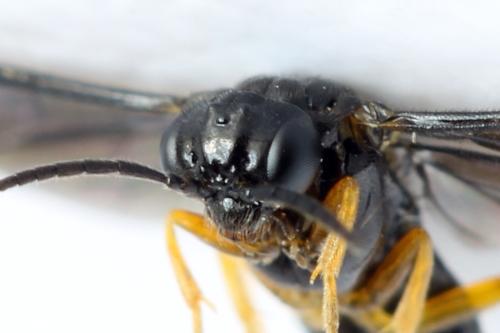 Réf. 314 753 : Dulophanes morio