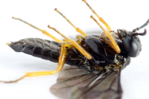 Réf. 314 754 : Dulophanes morio