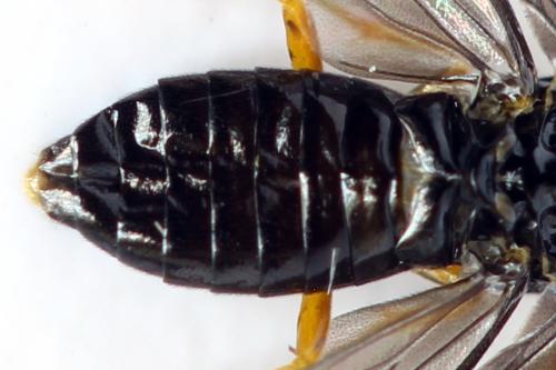Réf. 314 755 : Dulophanes morio