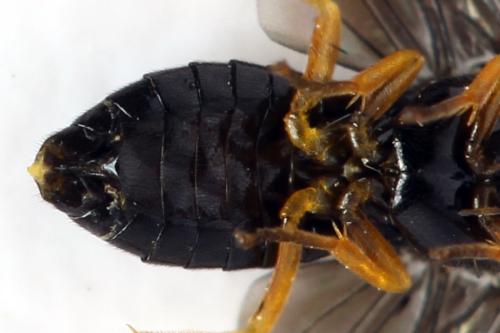 Réf. 314 756 : Dulophanes morio