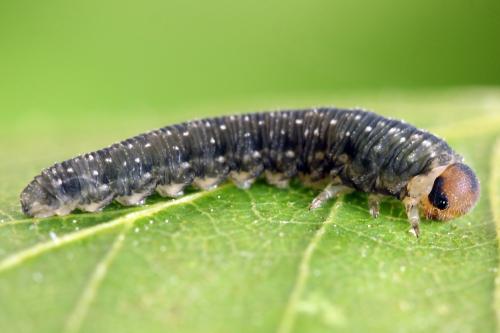 Empria candidata