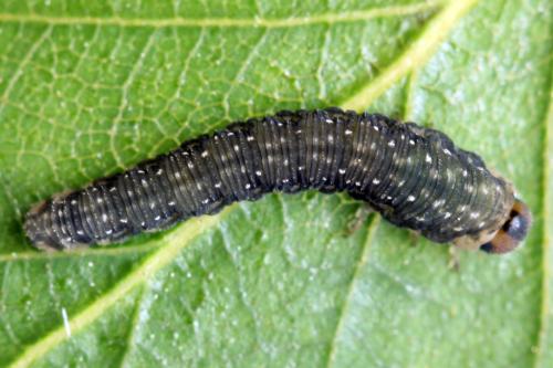 Empria candidata
