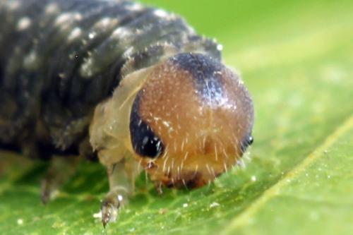 Réf. 314 463 : Empria candidata