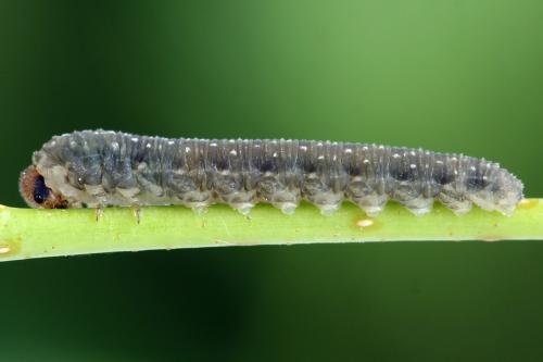 Empria candidata