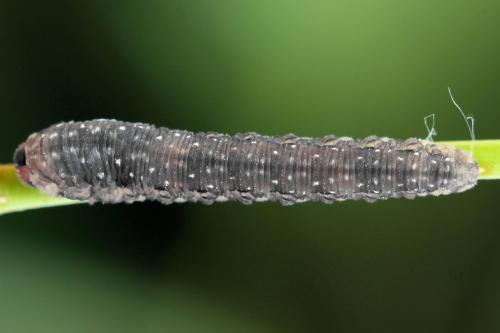 Empria candidata