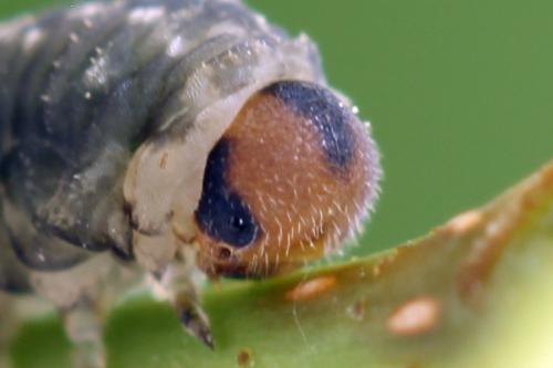Empria candidata