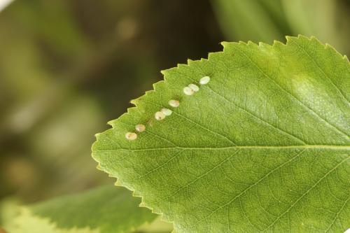 Rhogogaster scalaris